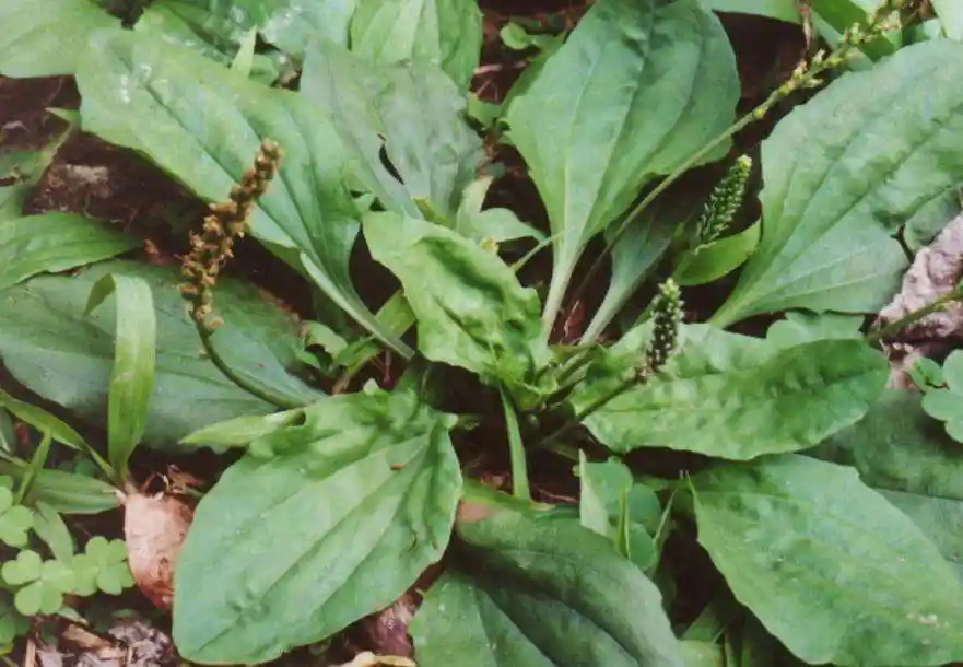春天可以吃的野菜有哪些?春天野菜食用时需要注意什么? - 红网问答