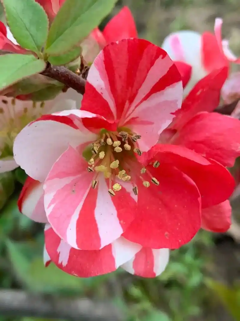 独爱东洋锦.图片库存#原生#高压#海棠 - 抖音