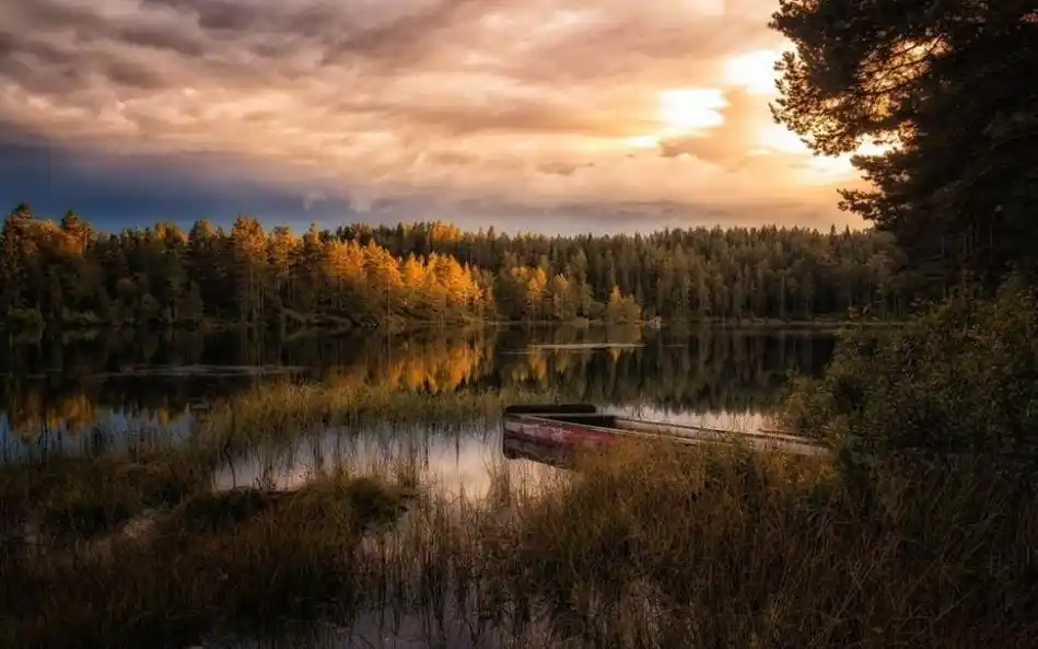 大自然树林风景图片森林美景图片
