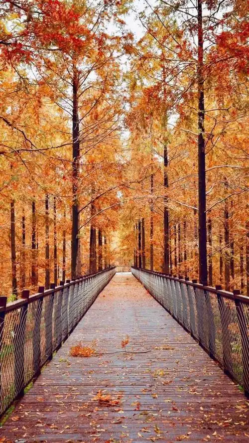 与你分享秋天的美景,高清图片,手机壁纸