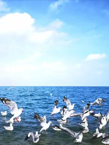 蓝天白云,湖水湛蓝,你只想静静地坐在其中,看海鸥飞舞,任思绪飞循