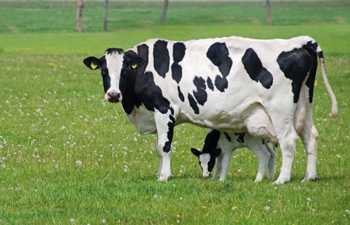 北京爱戴瑞生物科技有限公司