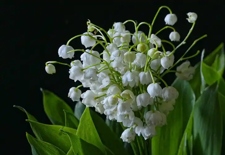 壁纸,铃兰,特写,黑色背景,花卉,下载,照片