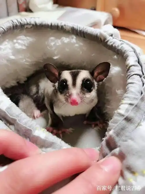 风靡全球的蜜袋鼯你真的了解吗?粘人的小可爱竟然还会自残