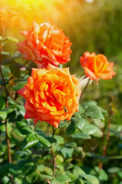 一花一世界,鲜花美丽大自然,万紫千红百花艳,万种风情醉天地
