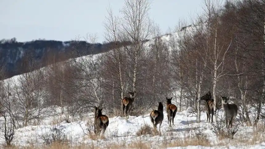 内蒙古黄岗梁国家森林公园野生马鹿增长到3400多只