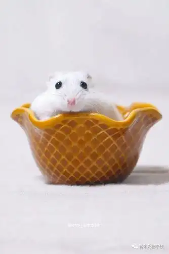 颜值爆表又乖巧的仓鼠爱了爱了