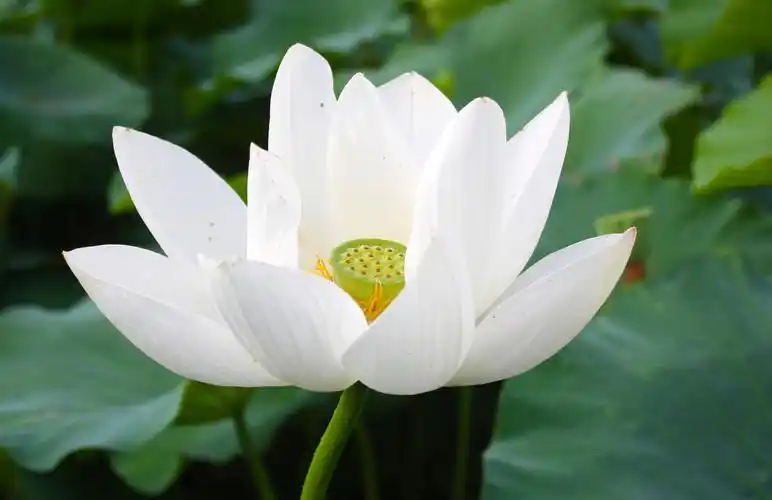 洁白的荷花图片荷花莲花花朵花卉鲜花