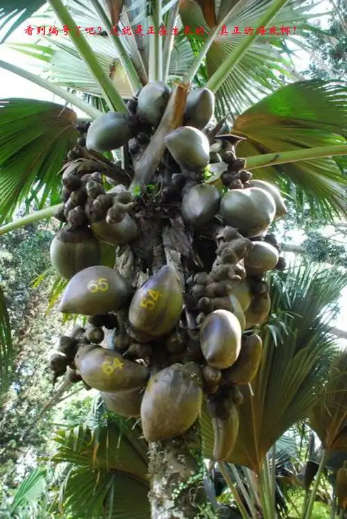 世界罕见的怪异水果 - 学海无涯 - 读书之法.在循序而渐进.熟读而精思