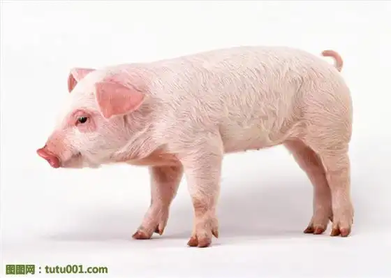 乳猪图片下载