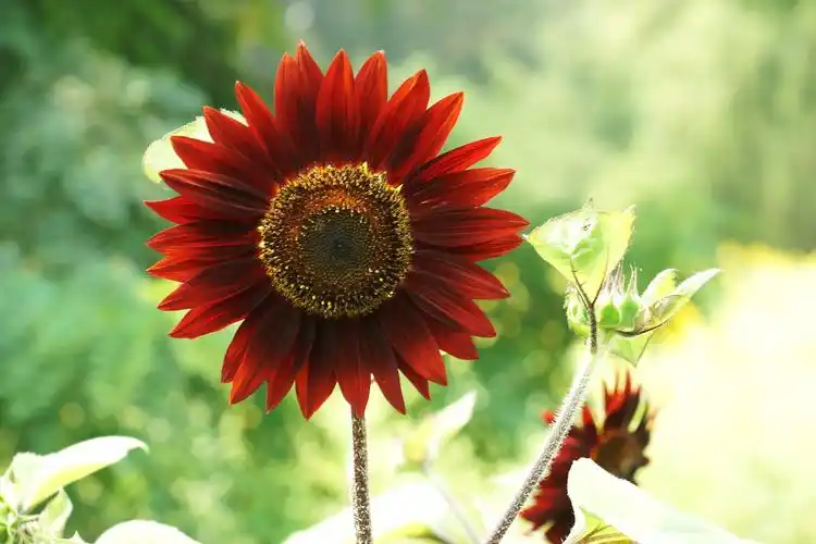 向日葵花图片大全大图(向日葵花图片大全大图 风景)