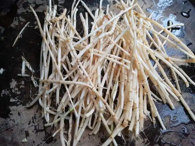 俗称"茅根",曾经不值钱,被农村娃挖来当零食,如今卖十元一斤