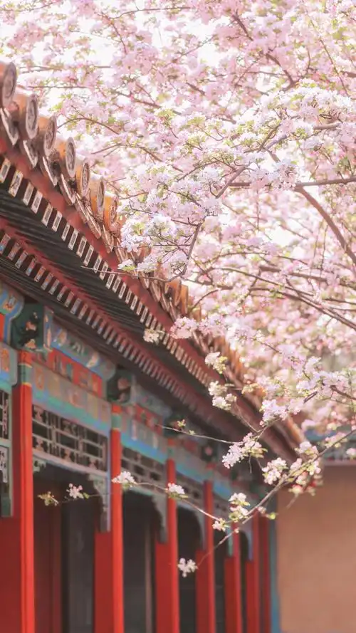 故宫樱花风景手机壁纸图片