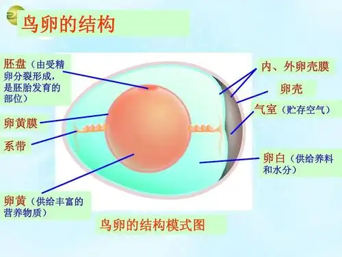 2 动物的发育》课件 苏科版ppt