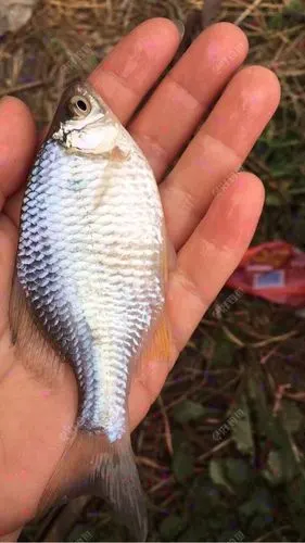 爱生活爱钓鱼的叶子鱼货来了70