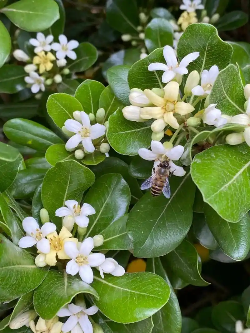 海桐 逛公园系列之海桐,有个别名叫七里香? 这个季节的空气都是香的.