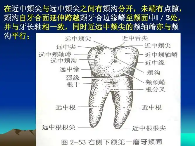 口腔下颌磨牙解剖形态ppt