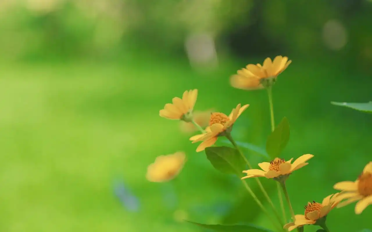 绿色护眼植物图片摄影图片电脑壁纸
