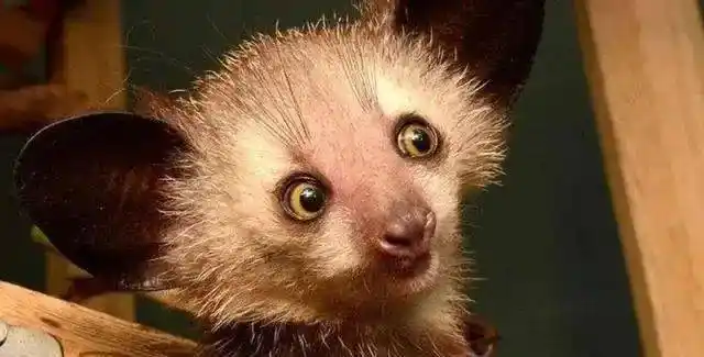 世界上这些即将面临着濒危或灭绝的珍稀可爱小动物快来看看吧
