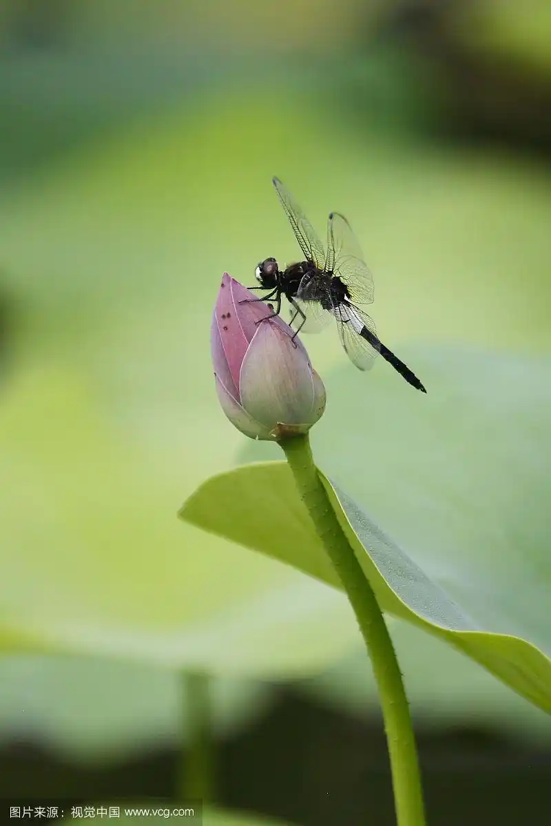 点缀,一只蜻蜓落在荷叶上.