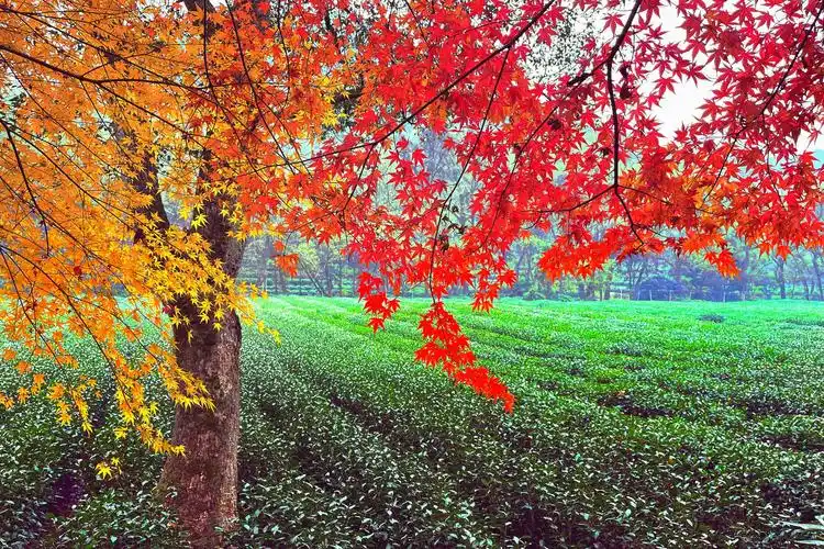 又是一年,春来冬去,似是美景,却悄然多变.知否,知否,应是枫叶红.