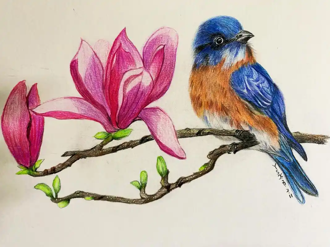 彩铅画花鸟!屋里黑,拍的也黑!