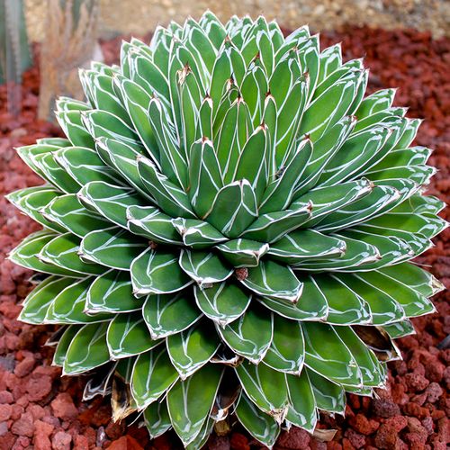 超大笹之雪龙舌兰科世之雪稀有原始盆栽大型绿植多肉植物造景多肉