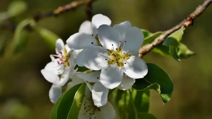雪白的梨花图片大图-花卉壁纸-高清花卉图片-第2图-娟娟壁纸