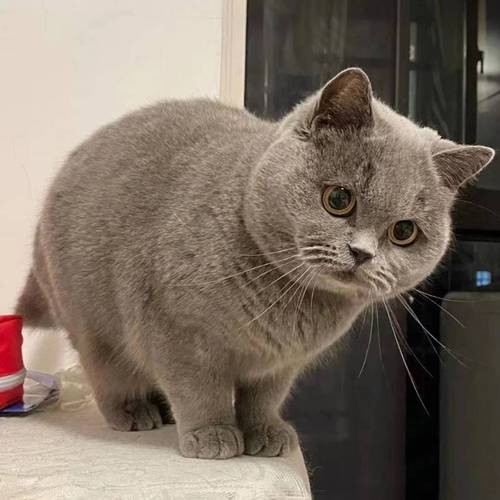 加菲猫血统猫舍金银渐层布偶猫咪英短蓝猫蓝白幼猫活物矮脚宠物猫