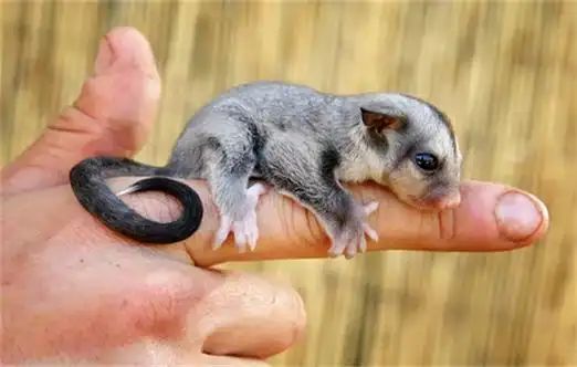 蜜袋鼯能吃什么水果