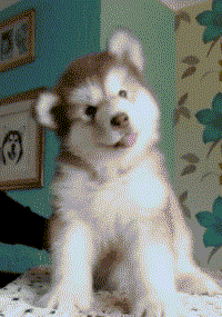 每当汪星人对你摇头晃脑的时候,立刻被萌的不要不要的 - acfun弹幕