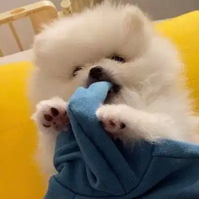 可爱白色狗狗头像