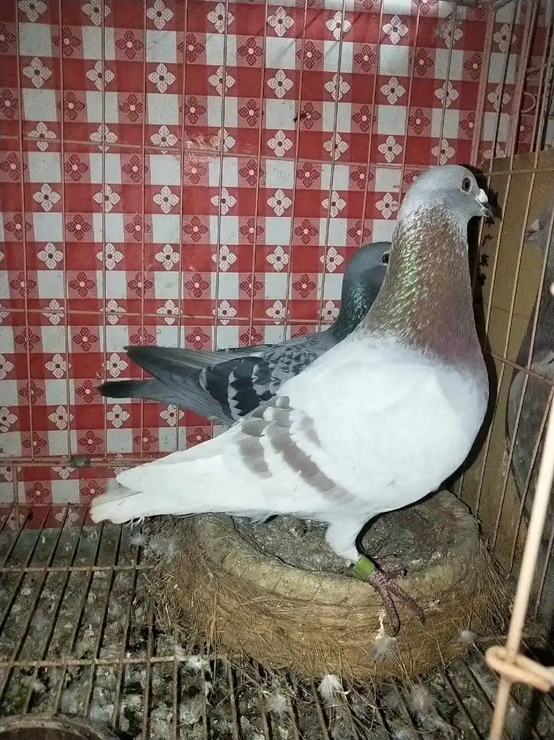 此配对已被贵屿仙彭鸽友收藏~红二线封环鸽配大体雨点母~谢谢支 - 抖