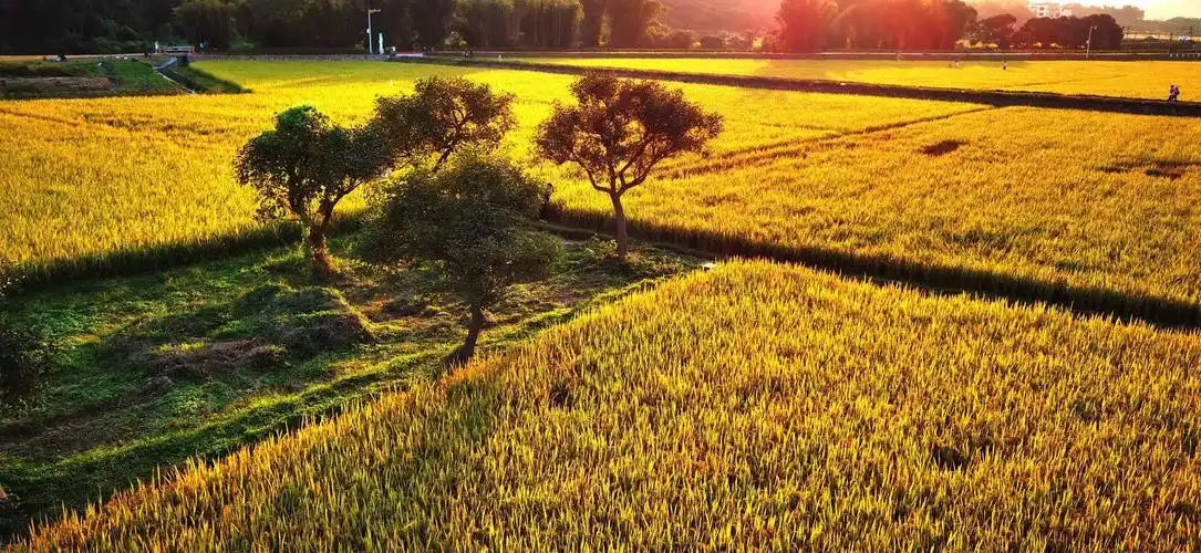 秋天蹦蹦跳跳地来到了田野,它看到了金灿灿的稻谷,一吹稻田里发出了