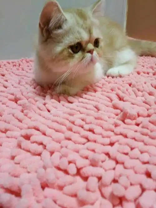 (上海)家有爱宠英短加菲银渐层