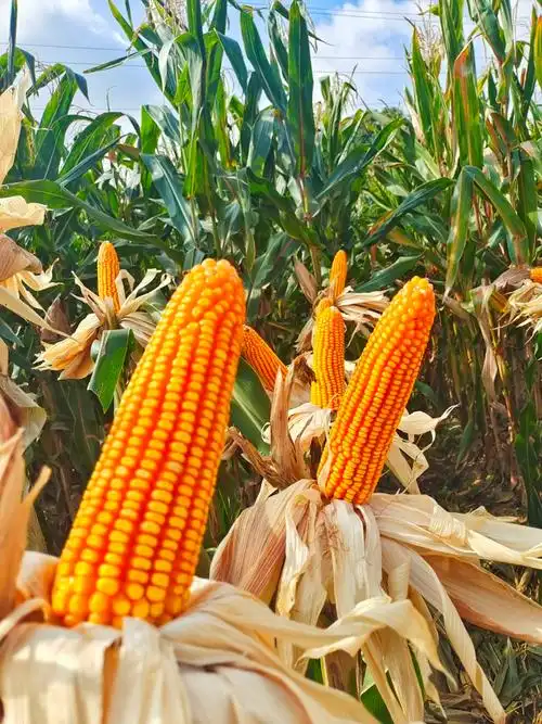 曲辰50号高产玉米新品穗大粒多抗病性好植株整齐种出籽率高