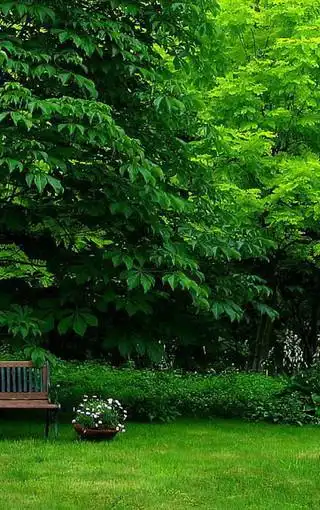 绿色的自然美景手机壁纸