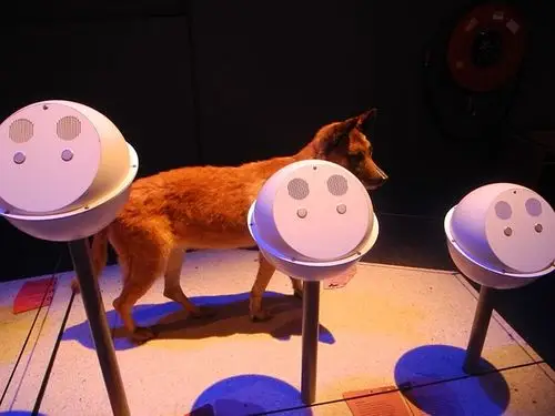 【自然博物馆】(一)naturalis biodiversity center, leiden