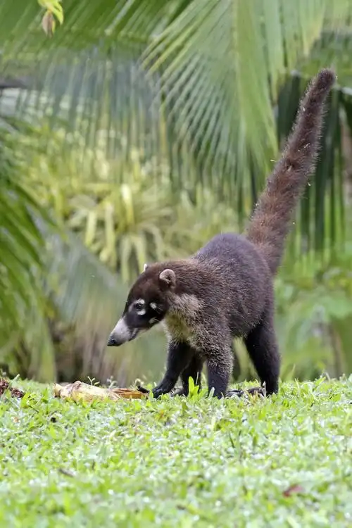 漂洋过海,相遇有缘(十一)——白鼻浣熊