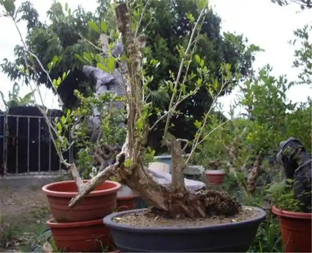 喜欢七里香却不会养殖?掌握了这些方法后,轻松养殖七里香