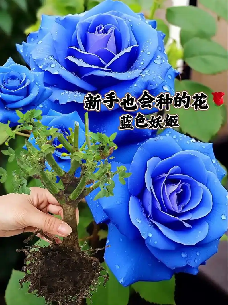 蓝色妖姬盆栽花卉植物,美到让人窒息～#花卉绿植 春天来了,给 - 抖音