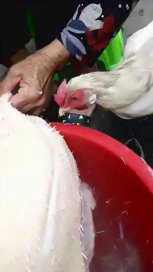 正在给鸡拔毛,眼前这一幕,网友:本是同根生,相煎何太急!