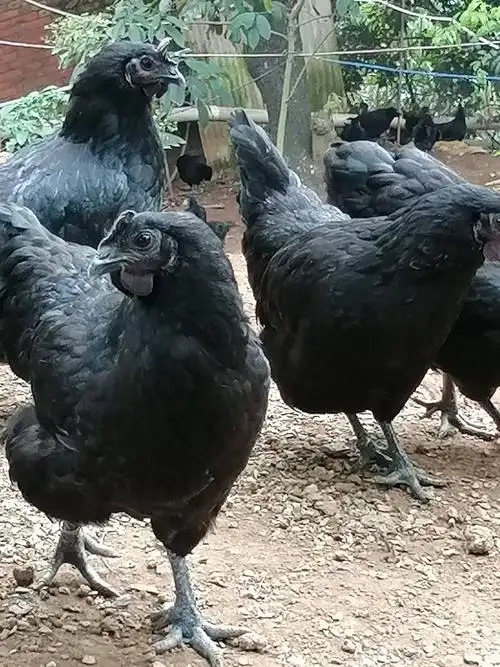 武山脱温五黑鸡高清视频观看学习今日珍珠鸡苗