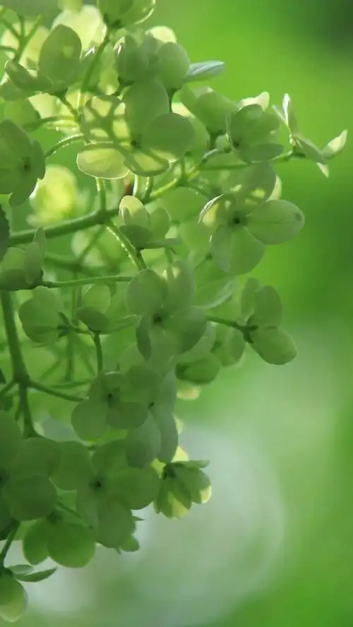 护眼的绣球花手机壁纸图片