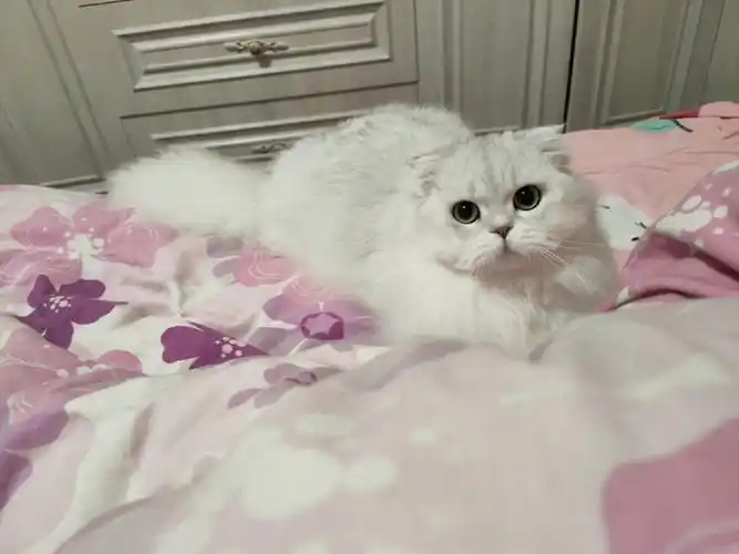 现在蛮多把长毛渐层归根成金吉拉的,金吉拉也是波斯猫中一种颜色.