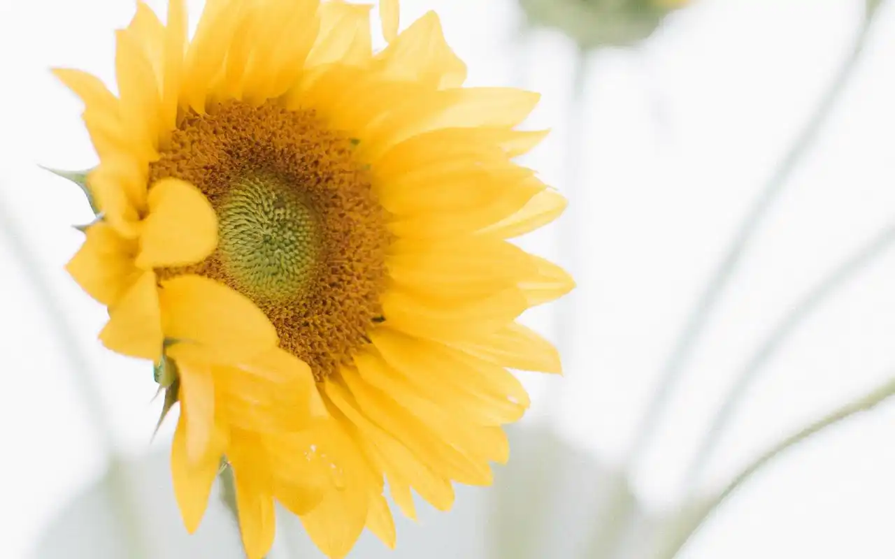 小清新日系唯美静物高清图片壁纸