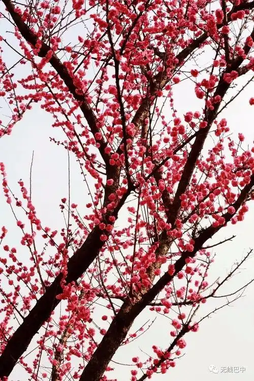 今日惊蛰丨巴城红梅闹初春|红梅|梅花|春风_新浪新闻