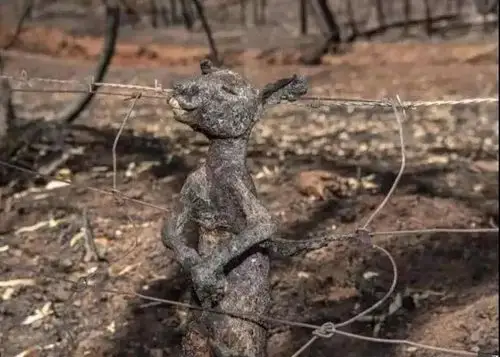 ▽▽公路边尸横遍野,全都是大火中丧生的牛和羊 ▽▽这份名单中包含了