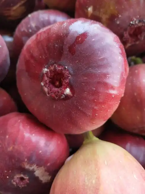 波姬红无花果 精品,一级大果,现摘现发