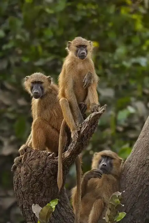德国动物园扑杀园中一半狒狒,喂给掠食者?为何敢称此_